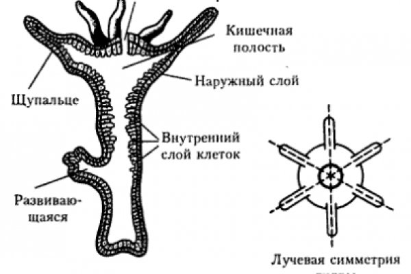Сайт кракен тор