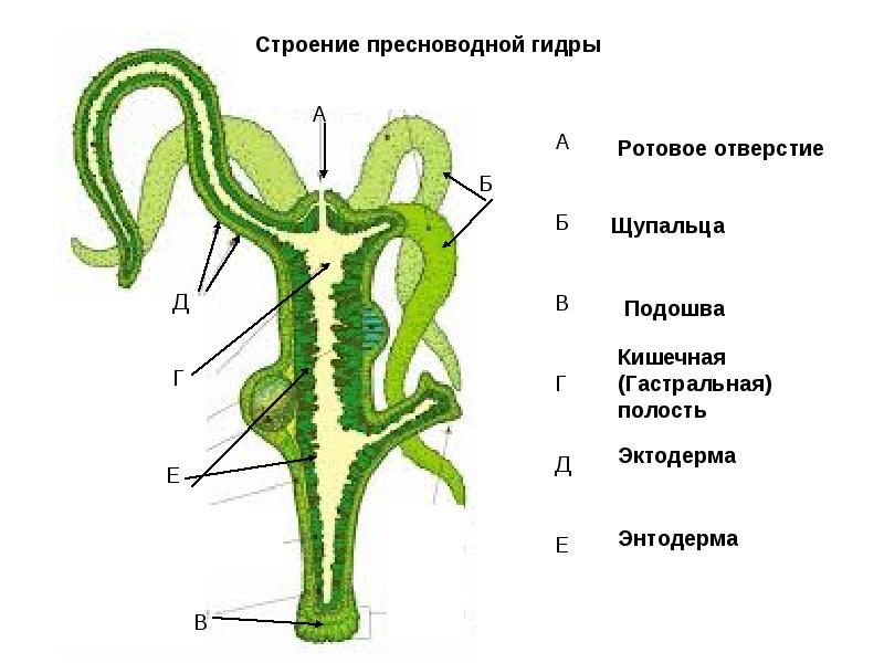 Кракен сайт что это